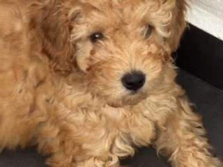 poodle-miniature-poodle-pitic