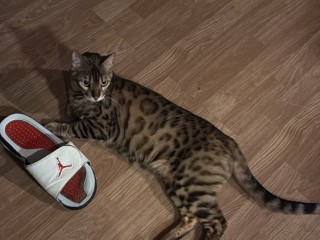 pisica-bengal