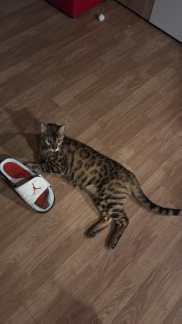 pisica-bengal-big-0
