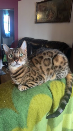 pisica-bengal-big-1