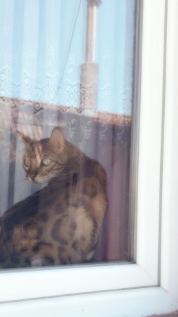 pisica-bengal-big-2