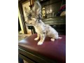 catei-chihuahua-small-2