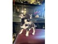 catei-chihuahua-small-1