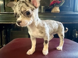 catei-chihuahua