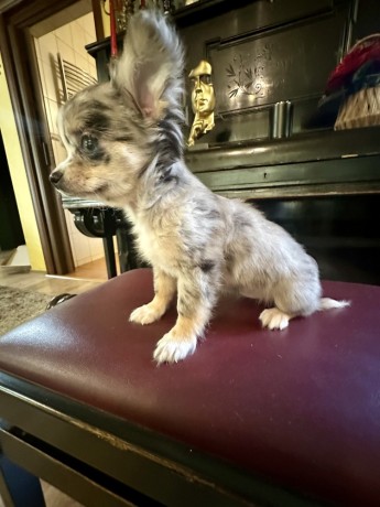 catei-chihuahua-big-2
