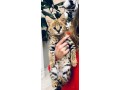 pisoi-serval-si-caracal-si-frumoasa-savannah-small-0