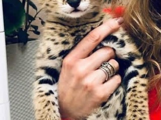 pisoi-serval-si-caracal-si-frumoasa-savannah