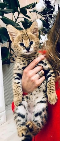 pisoi-serval-si-caracal-si-frumoasa-savannah-big-0