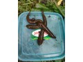 lipitori-si-rame-pt-somn-small-4
