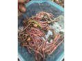 lipitori-si-rame-pt-somn-small-3