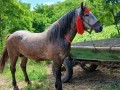 harmasar-de-vanzare-din-judetul-botosani-sat-cristesti-small-2