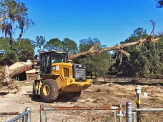 defrisare-si-curatare-terenuri