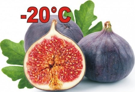 fragi-capsuni-mur-thornfree-zmeur-agris-tayberry-smochin-big-1