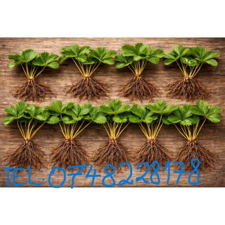 fragi-capsuni-mur-thornfree-zmeur-agris-tayberry-smochin-big-0