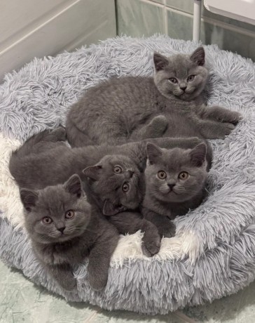 pisicute-british-shorthair-crescute-cu-grija-big-0