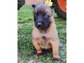 pui-de-ciobanesc-belgian-malinois-small-1