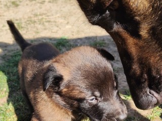 pui-de-ciobanesc-belgian-malinois