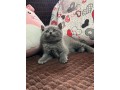 brittish-si-schotis-pui-small-3