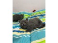 brittish-si-schotis-pui-small-4
