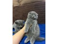 brittish-si-schotis-pui-small-1