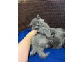 brittish-si-schotis-pui-small-0