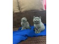 brittish-si-schotis-pui-small-2