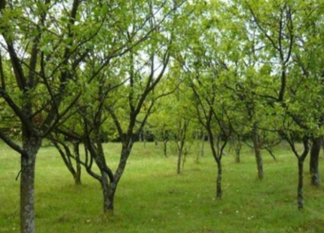 teren-intravilan-teisani-prahova-big-2