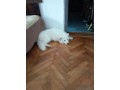 samoyed-de-5-luni-small-0