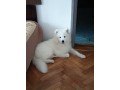 samoyed-de-5-luni-small-1