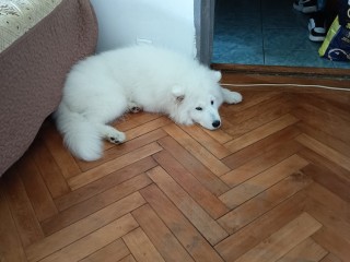samoyed-de-5-luni