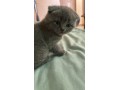 pui-british-small-4