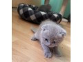 pui-british-small-3