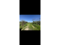 teren-4400-mp-gradinari-giurgiu-dubla-deschidere-small-2